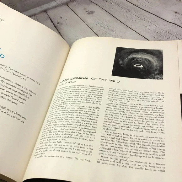 vintage 1964 reader's digest marvels & mysteries of our animal world book - Picture 11 of 12